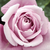 Vijolična - Vrtnica čajevka - Katherine Mansfield